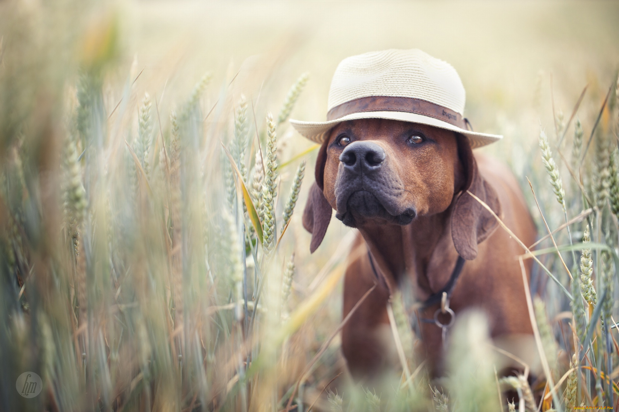 Собака в шляпе лето